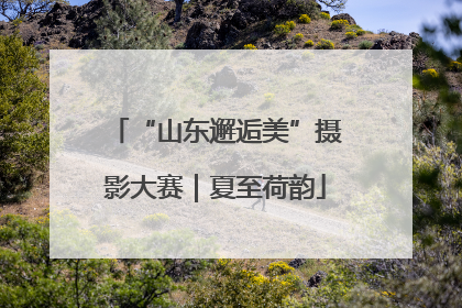 “山东邂逅美”摄影大赛｜夏至荷韵