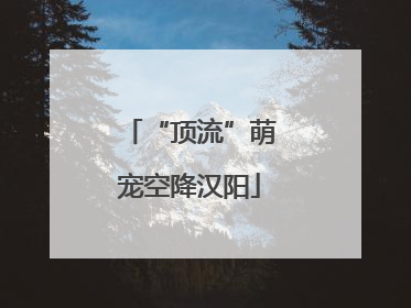“顶流”萌宠空降汉阳