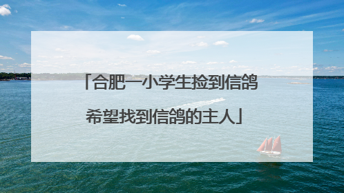 合肥一小学生捡到信鸽 希望找到信鸽的主人