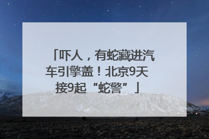 吓人，有蛇藏进汽车引擎盖！北京9天接9起“蛇警”