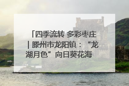 四季流转 多彩枣庄｜滕州市龙阳镇：“龙湖月色”向日葵花海 绘就乡村振兴新画卷