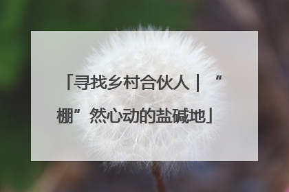 寻找乡村合伙人｜“棚”然心动的盐碱地