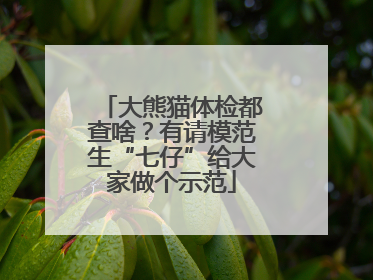 大熊猫体检都查啥？有请模范生“七仔”给大家做个示范