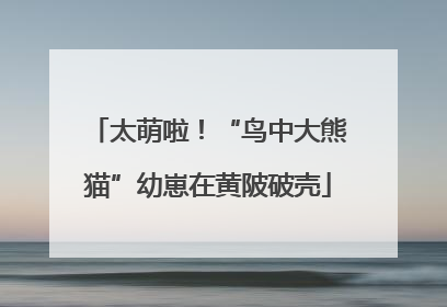 太萌啦！“鸟中大熊猫”幼崽在黄陂破壳