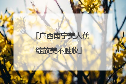 广西南宁美人蕉绽放美不胜收