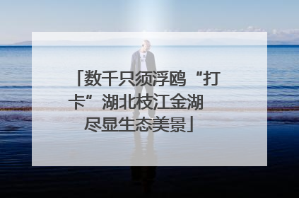 数千只须浮鸥“打卡”湖北枝江金湖 尽显生态美景