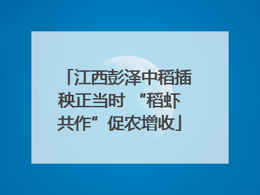 江西彭泽中稻插秧正当时 “稻虾共作”促农增收