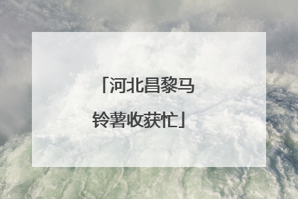 河北昌黎马铃薯收获忙