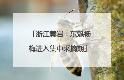 浙江黄岩：东魁杨梅进入集中采摘期