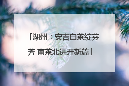 湖州：安吉白茶绽芬芳 南茶北进开新篇