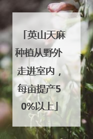 英山天麻种植从野外走进室内，每亩提产50%以上