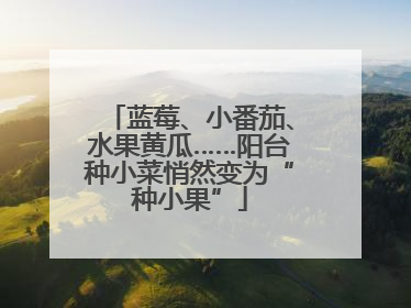 蓝莓、小番茄、水果黄瓜……阳台种小菜悄然变为“种小果”