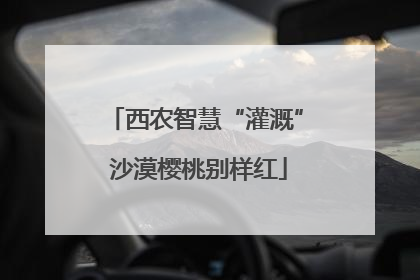 西农智慧“灌溉” 沙漠樱桃别样红