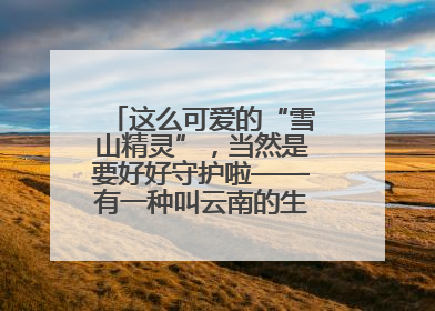 这么可爱的“雪山精灵”，当然是要好好守护啦——有一种叫云南的生活之365天