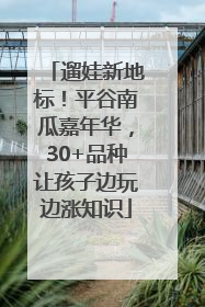 遛娃新地标！平谷南瓜嘉年华，30+品种让孩子边玩边涨知识