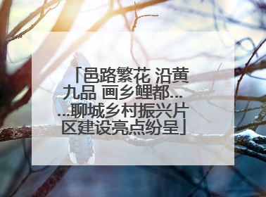 邑路繁花 沿黄九品 画乡鲤都……聊城乡村振兴片区建设亮点纷呈