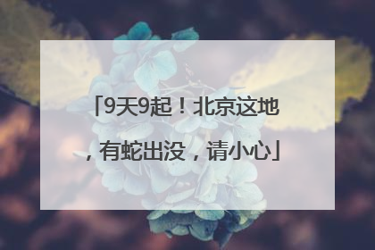 9天9起！北京这地，有蛇出没，请小心